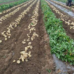 山东莱芜荷兰十五土豆大量上市供应中，保证质量欢迎大家来收...