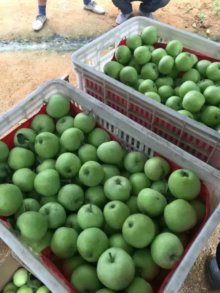 山东早熟苹果辽付，晨阳，藤木苹果产地批发，货源充足价格便宜。需要的可以联系，可以带发货。