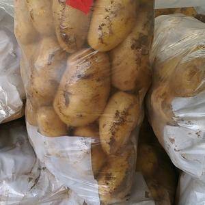 优质土豆供应