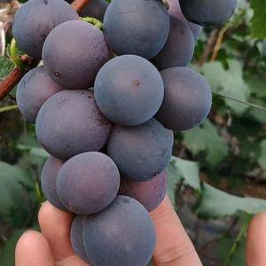今年首批温室葡萄成熟上市，果粉好，糖度高，
口感甜，价...