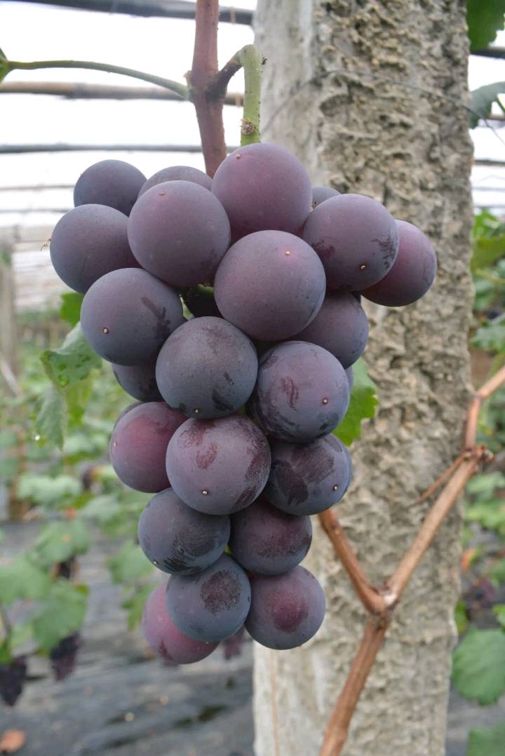 今年首批温室葡萄成熟上市，果粉好，糖度高，
口感甜，价格美丽，欢迎联系，18300233258