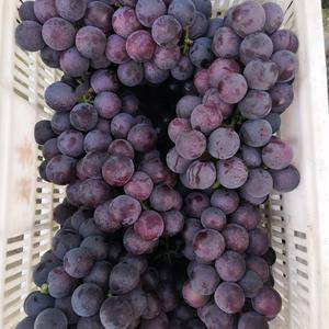 18358475374  电商采购 大批量批发，礼品盒销售 都可。
余姚的葡萄名满天下，种植葡萄已有几十年，葡萄品质有保障，颗粒饱满，口味佳。量大者优惠多多 