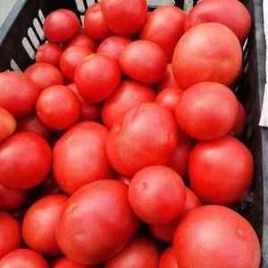 硬粉西红柿又大又红特别漂亮，有需要的联系18203596...