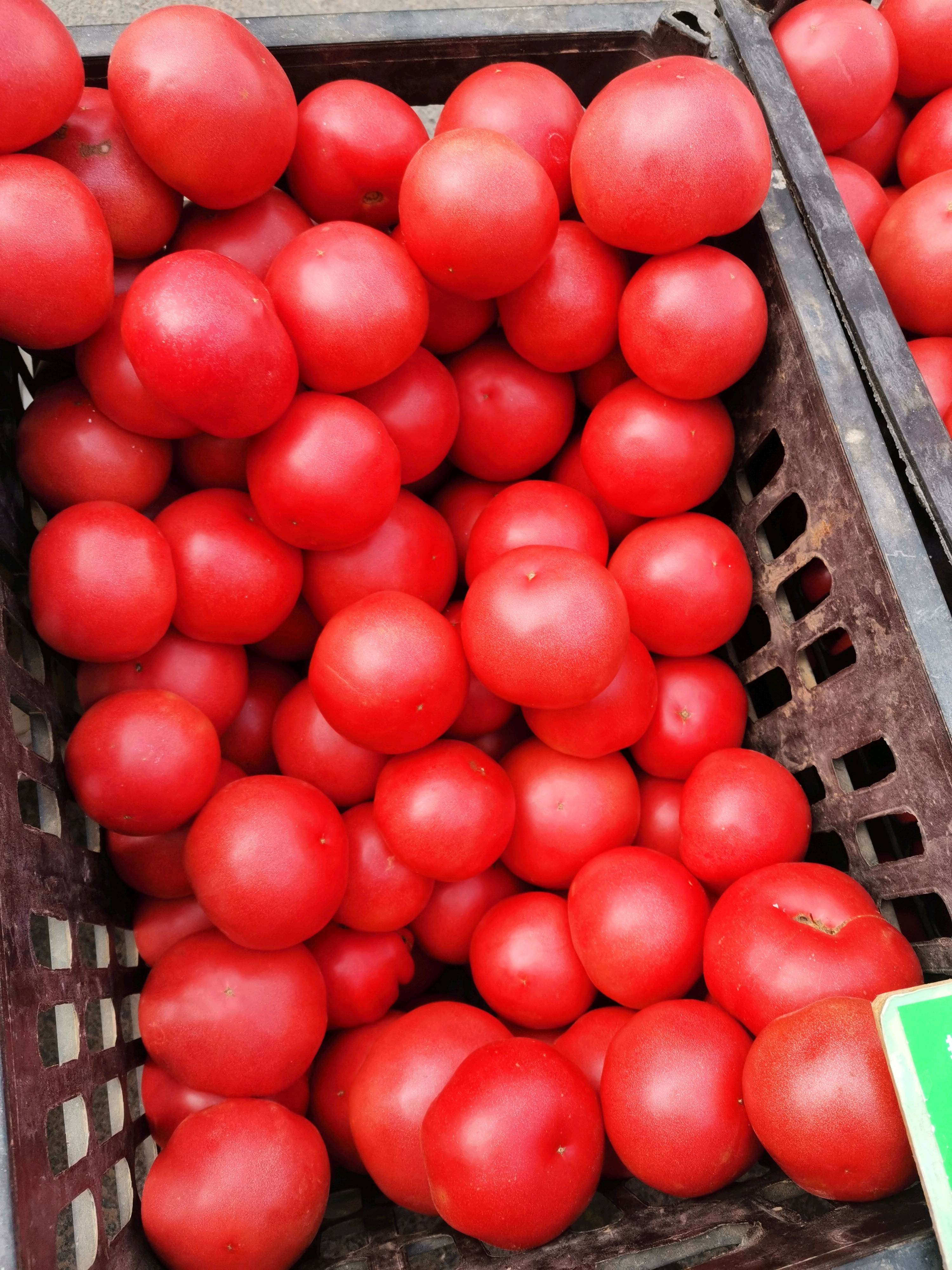 硬粉西红柿又大又红特别漂亮，有需要的联系18203596498