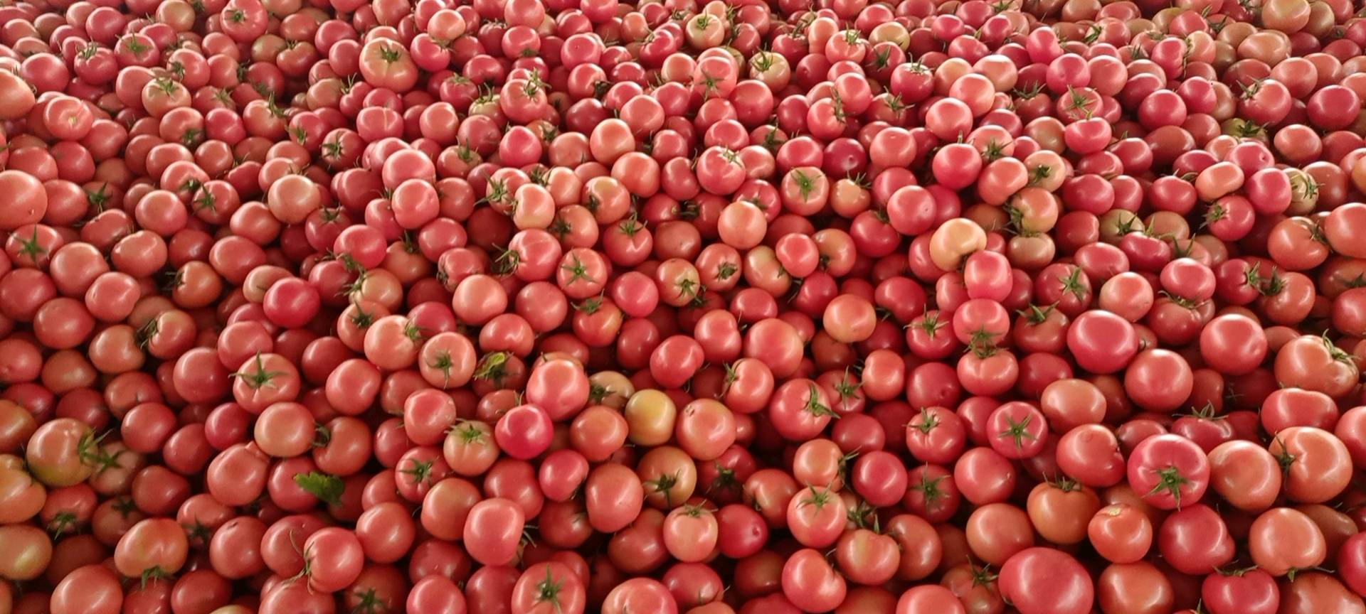 赤峰大城子西红柿大量上市