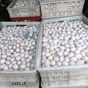 本人养殖场有大量鸽子蛋出售