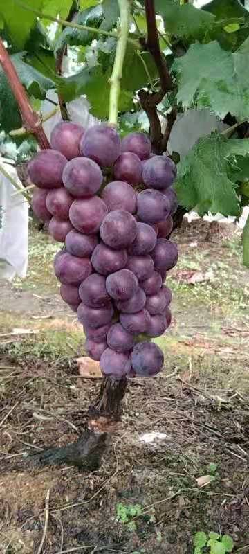 巨峰葡萄自己家种植味甜 正色 价格3.6-3.8可谈