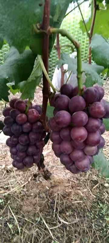 巨峰葡萄自己家种植味甜 正色 价格3.6-3.8可谈
