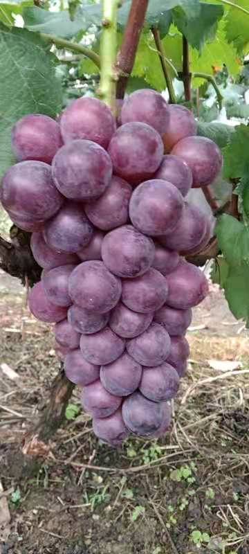 巨峰葡萄自己家种植味甜 正色 价格3.6-3.8可...
