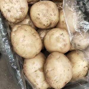 绥中种薯土豆大量上市，货源充足，价格美丽，黄皮，黄心，需...