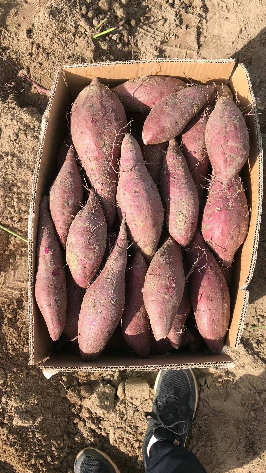 广东湛江沙地紫薯