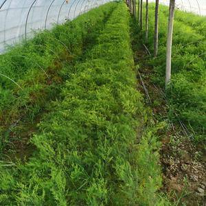 优质绿色白色芦笋苗基地直发，露天大田种植，大棚种植都可以的。