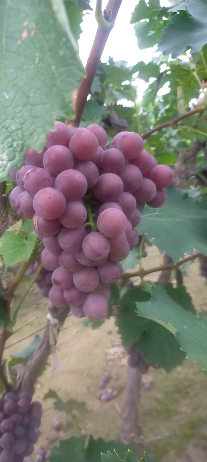 河北广宗县精品陆地巨峰葡萄上市了。口感香甜，颗粒均...