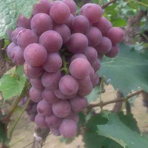河北广宗县精品陆地巨峰葡萄上市了。口感香甜，颗粒均匀，欢迎各地老板来收购。