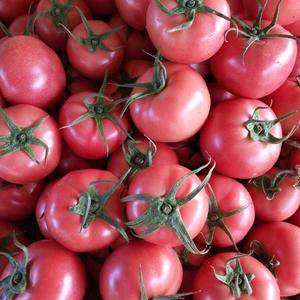 大量供应各种西红柿，现在才种植，接受预定