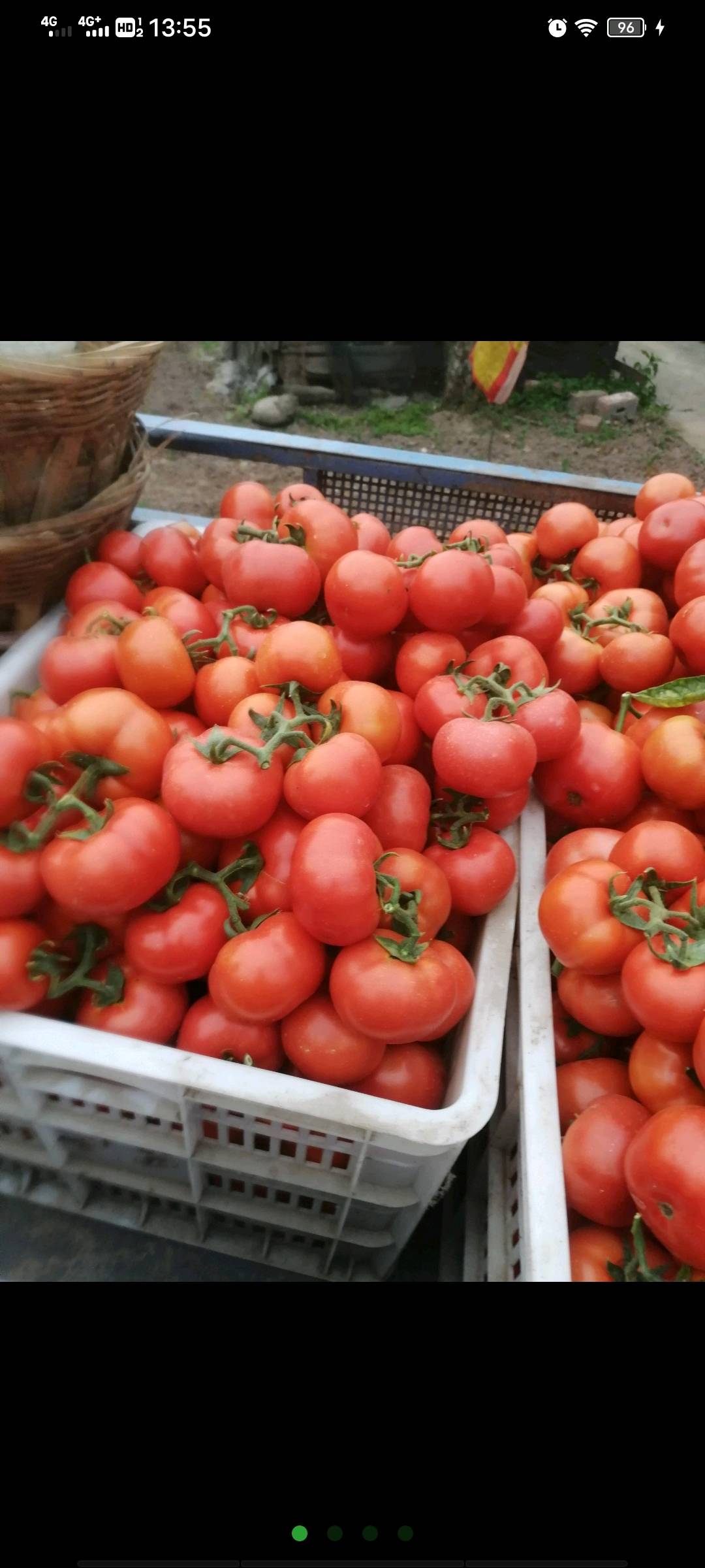 大量供应各种西红柿，现在才种植，接受预定