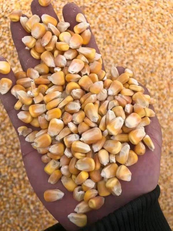 2020干玉米一手货源，水份干质量好，无霉变