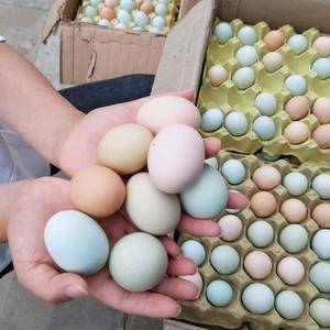 正宗山林散养土鸡蛋，原产地直供，如果可供货，量大长期有货
