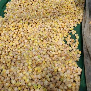 东北黄姑娘果，自家种植，果大，果甜，毛皮好，有意者联系15174529112