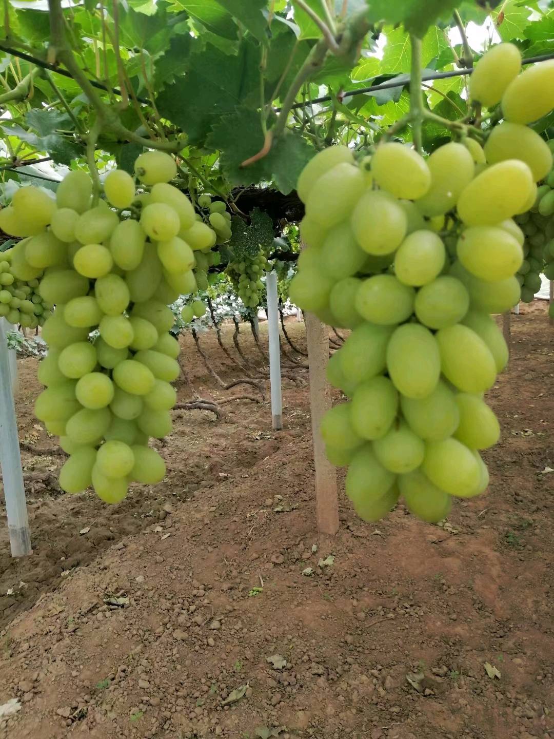 维多利亚葡萄已成熟需要的老板前来订购，二十万斤，联...