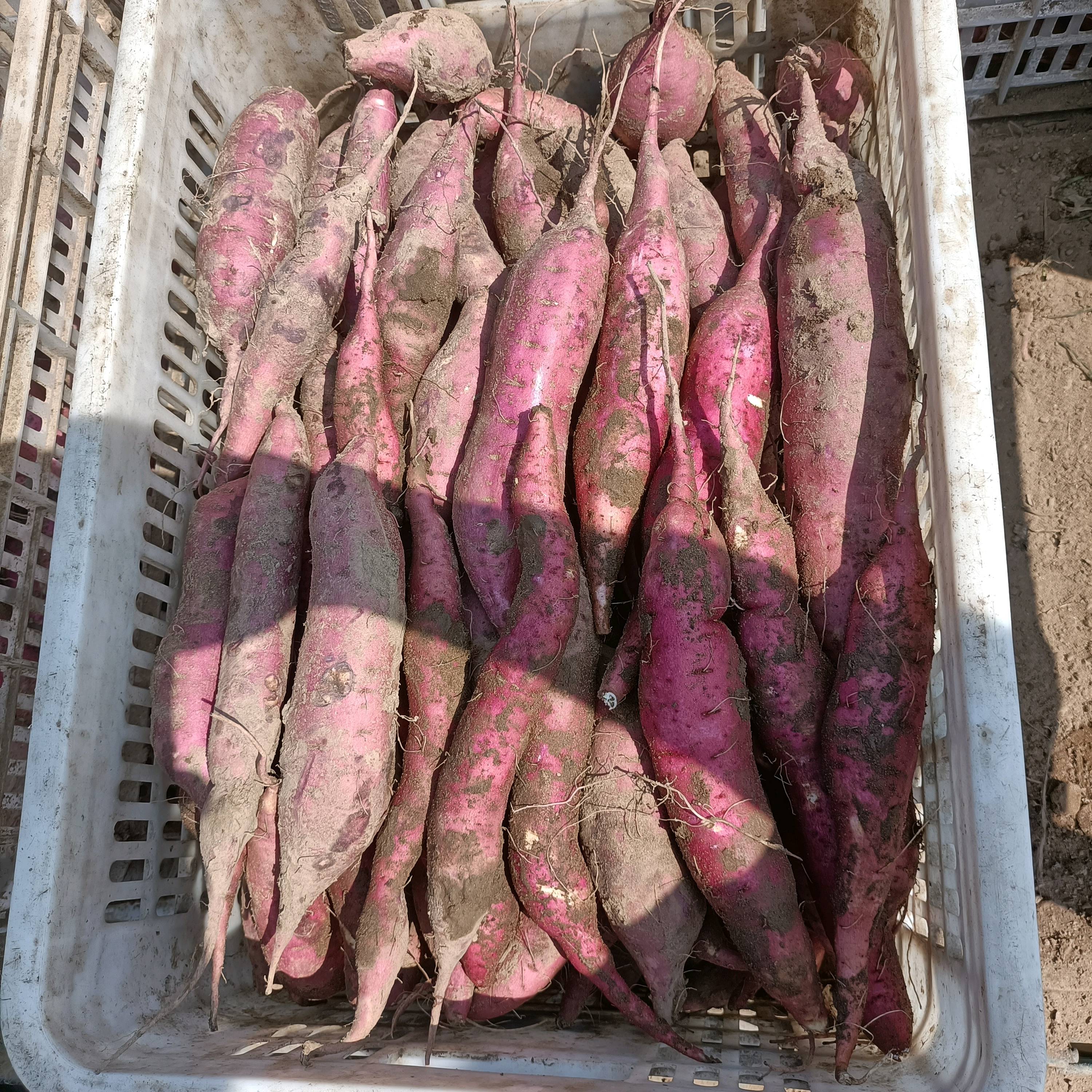 河北省邯郸市临漳县500亩红薯种植基地，商薯19现在上市销售，纯沙地种植，无虫眼无裂口，表皮光，口感好