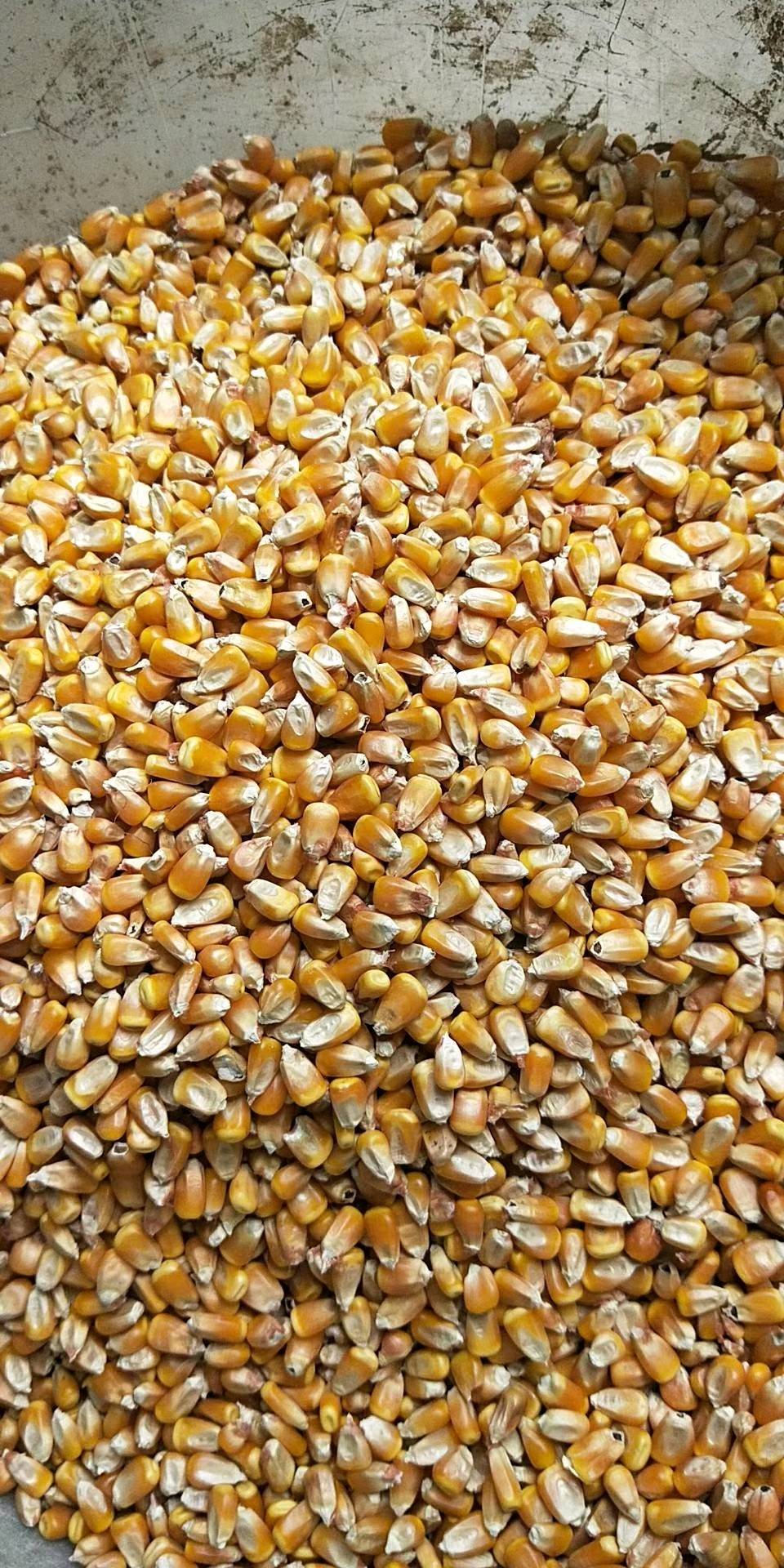 哈尔滨玉米，容重710，水份14.5，霉1，杂质1，详细电话咨询：13981785338