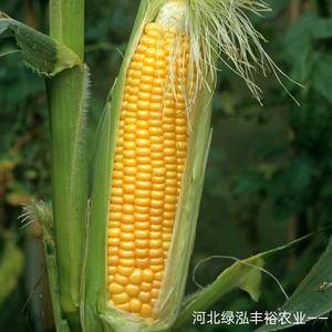 河北绿泓丰裕农业——产地直供鲜玉米，甜糯玉米，水果玉米，诚招全国代理，支持一件代发