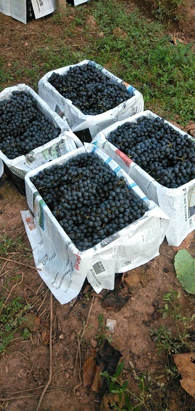 高山二号黑葡萄甜而汁多是鲜吃酿酒为一体的佳品，产地...