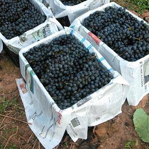 高山二号黑葡萄甜而汁多是鲜吃酿酒为一体的佳品，产地直供，...
