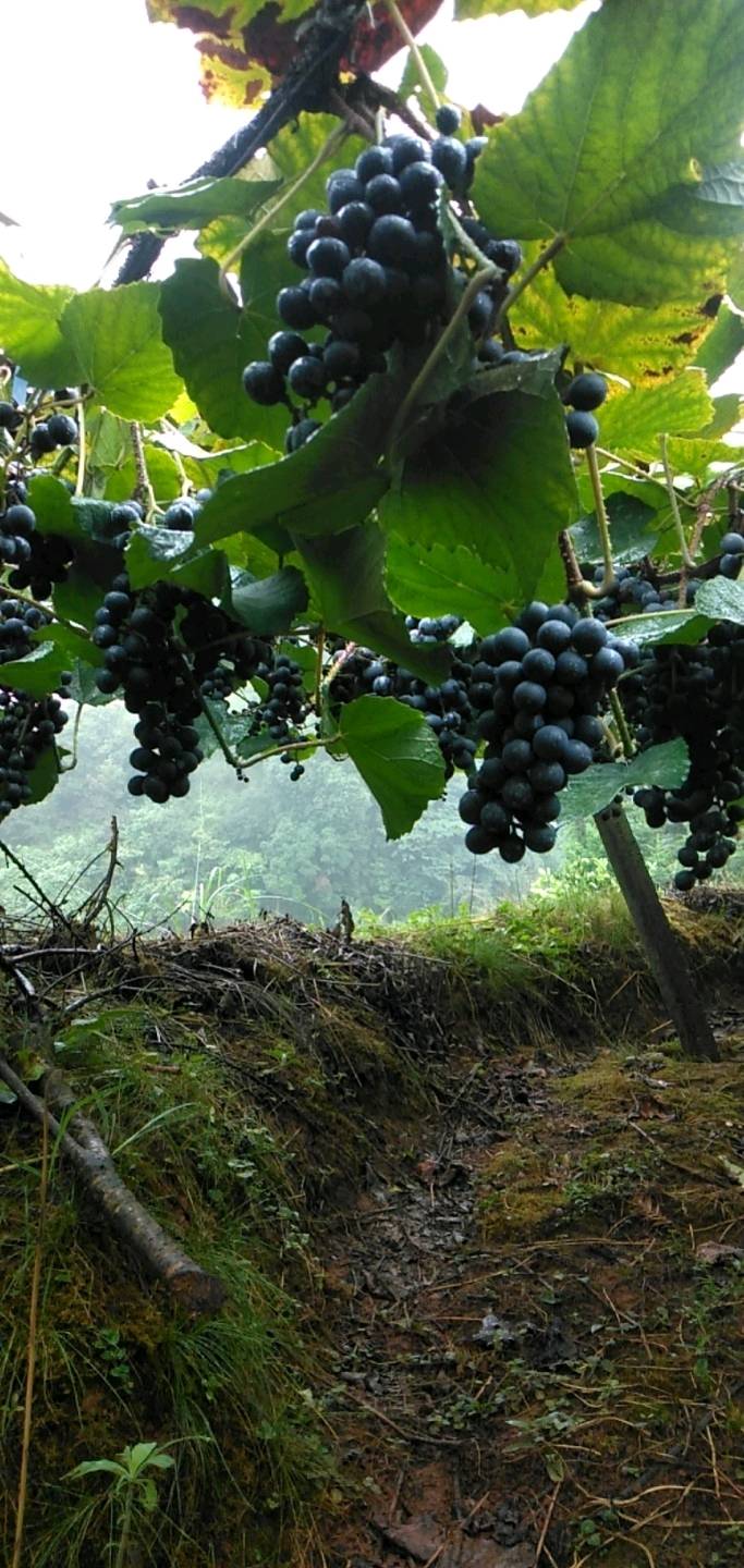 高山二号黑葡萄甜而汁多是鲜吃酿酒为一体的佳品，产地...