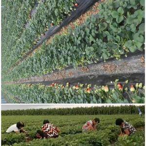 章姬草莓苗育苗基地 山东平度供应 种苗 脱毒苗 生产苗 嫁植苗