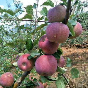 本地区处于四川省凉山州盐源县，该苹果处于盐源县最大的苹果...