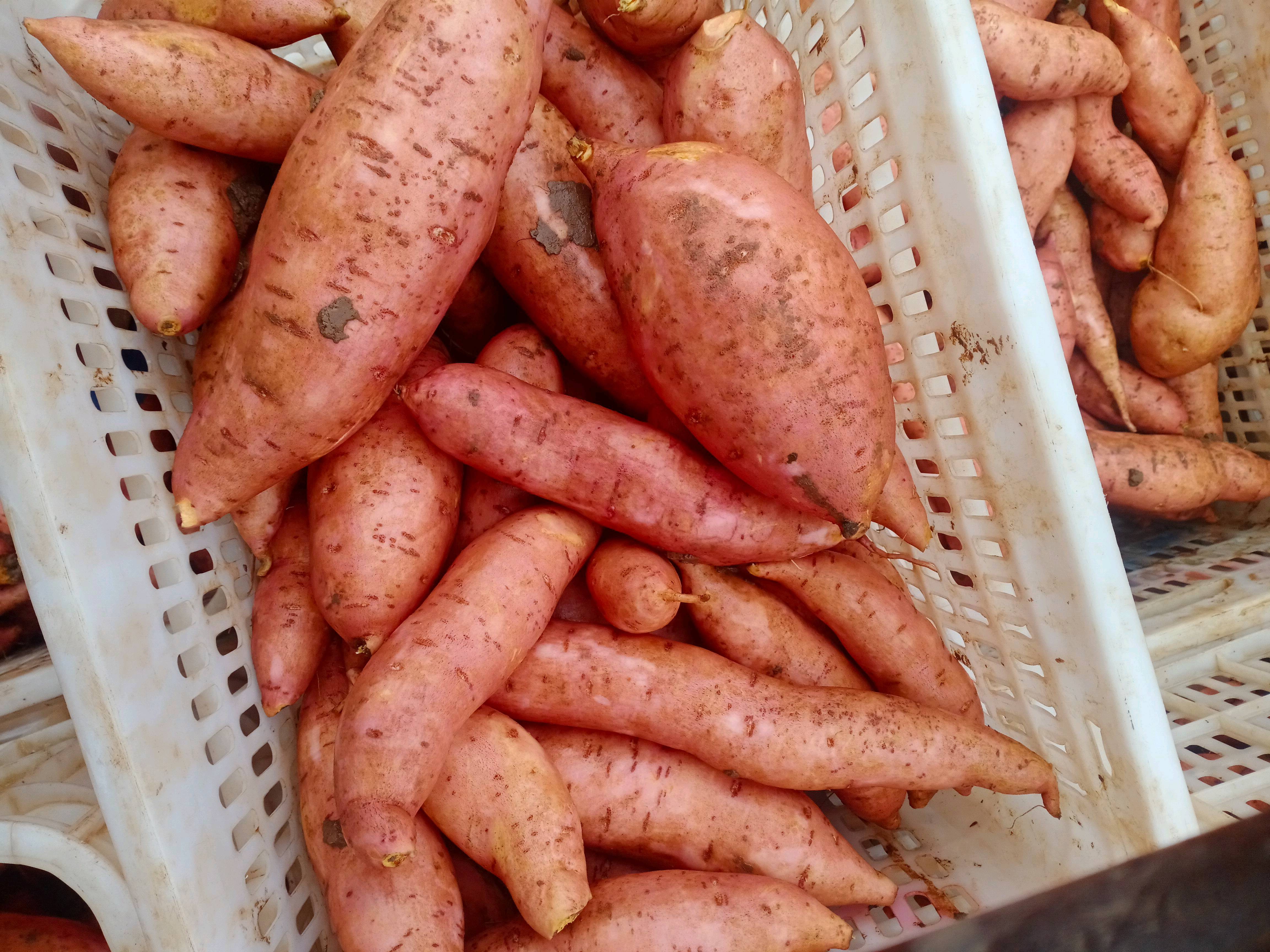产地大量供应红薯，保质保量