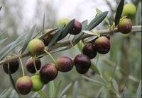 油橄榄树苗，一年生苗木，高度30cm,15×13育苗杯