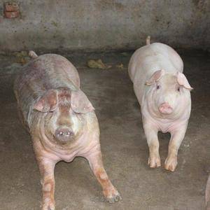 山东300-400斤生猪大量有货，价格便宜，欢迎屠宰老板前来选购
