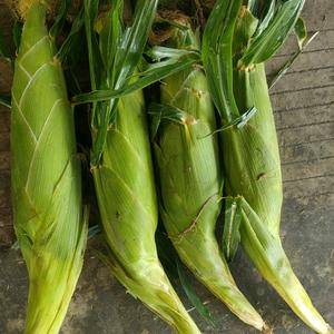 安徽本地甜玉米大量上市产地直发一手货源可视屏看货，每天都...