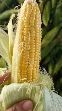 安徽本地甜玉米大量上市产地直发一手货源可视屏看货，每天都是新鲜采摘，诚信经营，欢迎各位来采购