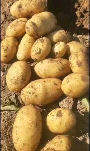 精品土豆，种植面积大，可长期供货