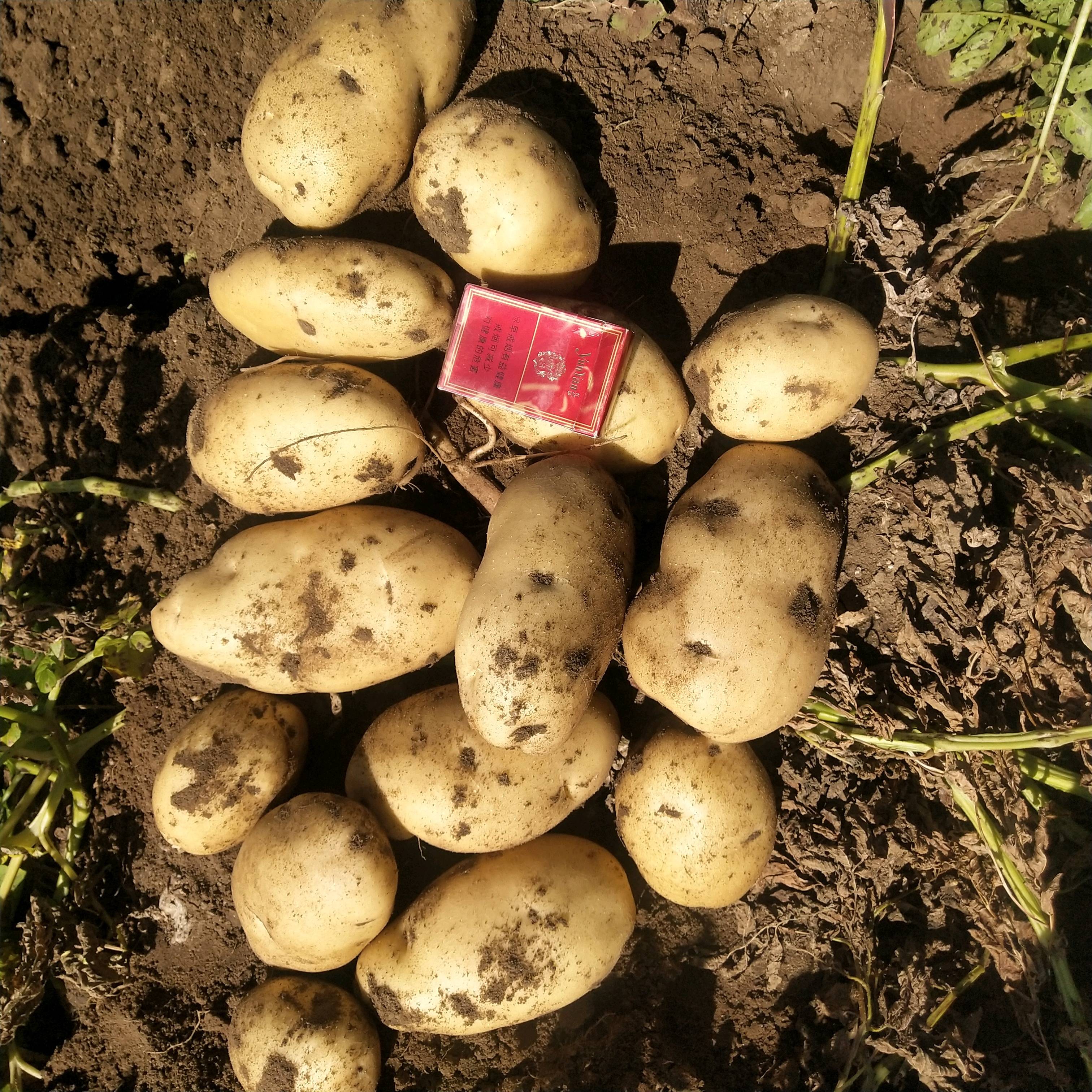 代收 土豆南瓜 品种 226 希森6 荷兰十五 v7 大白花 等黄心白心都有 有需要的老板欢迎来电13614842884