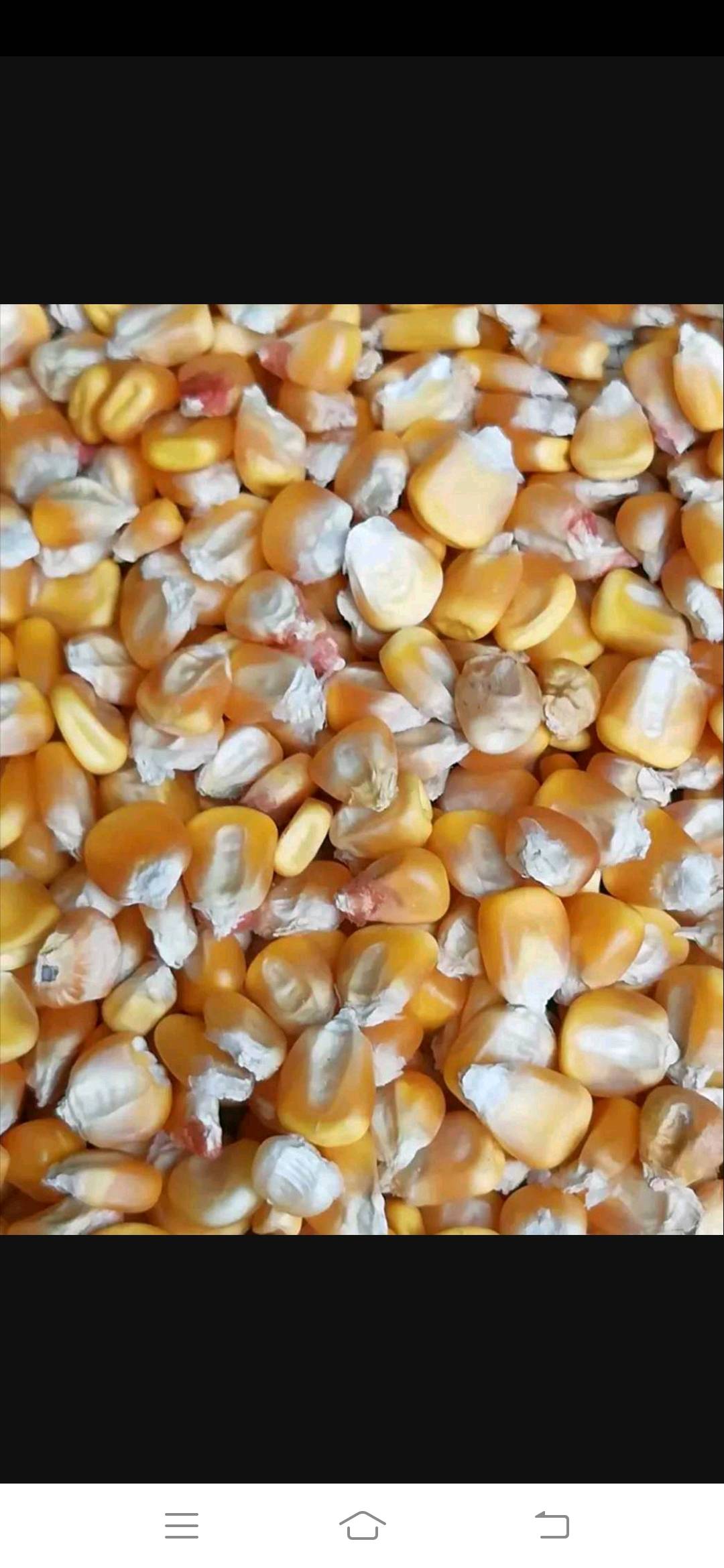 大量出售玉米粒.玉米棒，小麦。质量有保证，价格美丽。