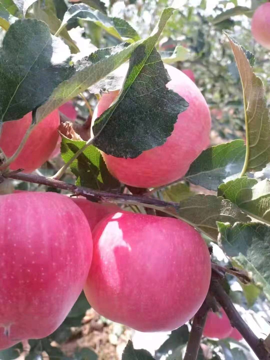 手机：15266679888.山东万亩苹果基地【红富士苹果大量上市✔】 常年供应优质，早中晚熟品种。 （藤木、嘎啦、美八、红星、红露，黄金帅、红将军、红富士苹果