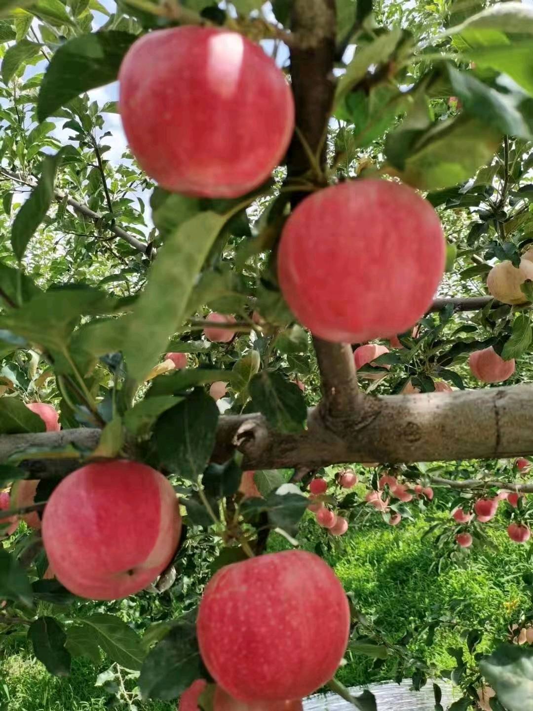手机：15266679888.山东万亩苹果基地【红富士苹果大量上市✔】 常年供应优质，早中晚熟品种。 （藤木、嘎啦、美八、红星、红露，黄金帅、红将军、红富士苹果