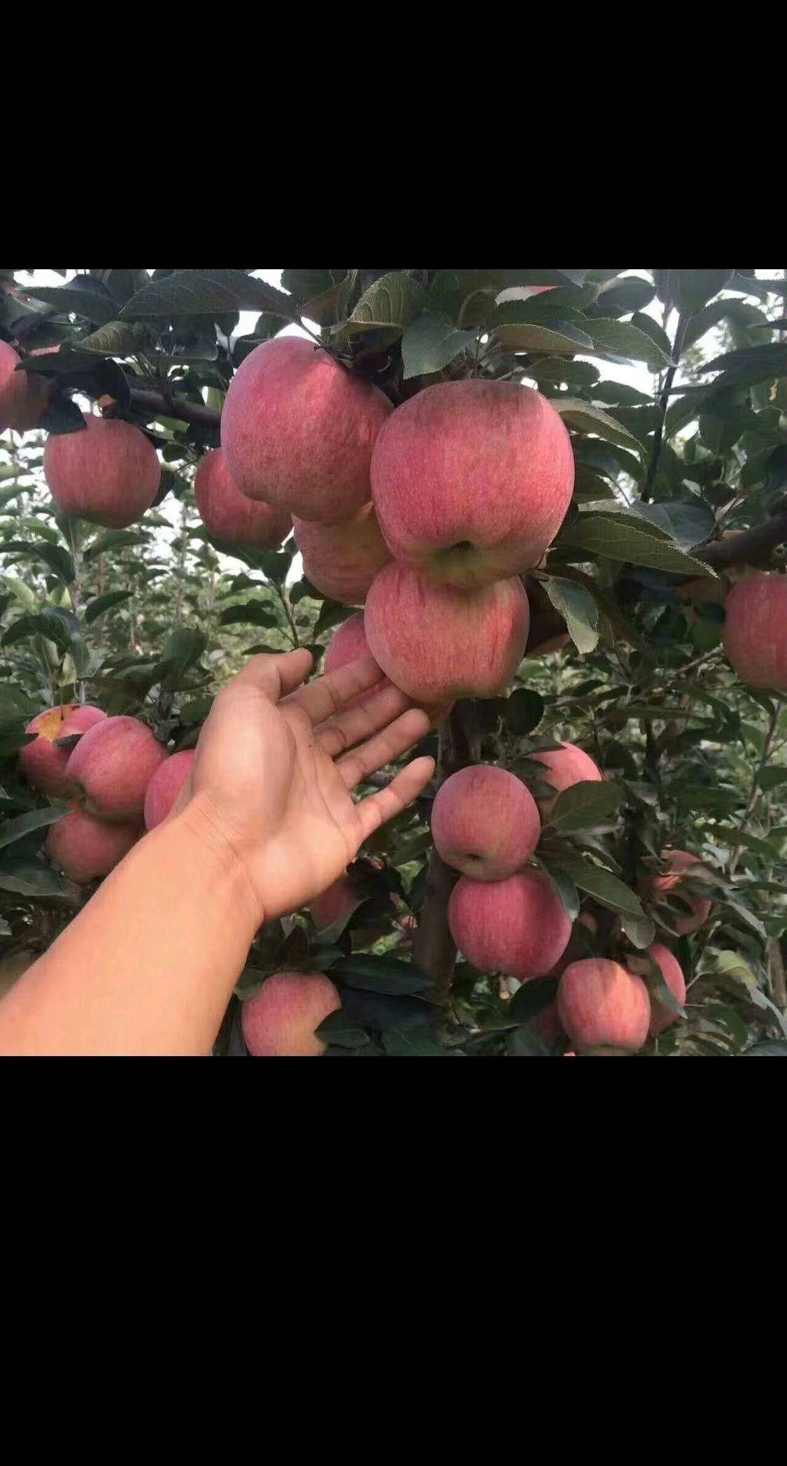 山东万亩苹果产地 今日红星苹果大量上市 果品质优 个大 ...