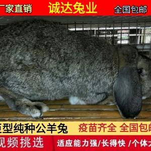 纯种公羊兔种兔大型肉兔种兔