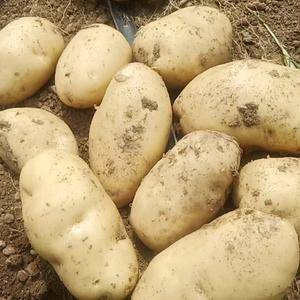 张家口土豆产区大量供应各个品种土豆，欢迎前来采购看货。财...