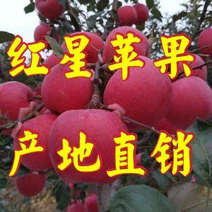 山东苹果 红星苹果187-6999-1603口感脆甜 保...