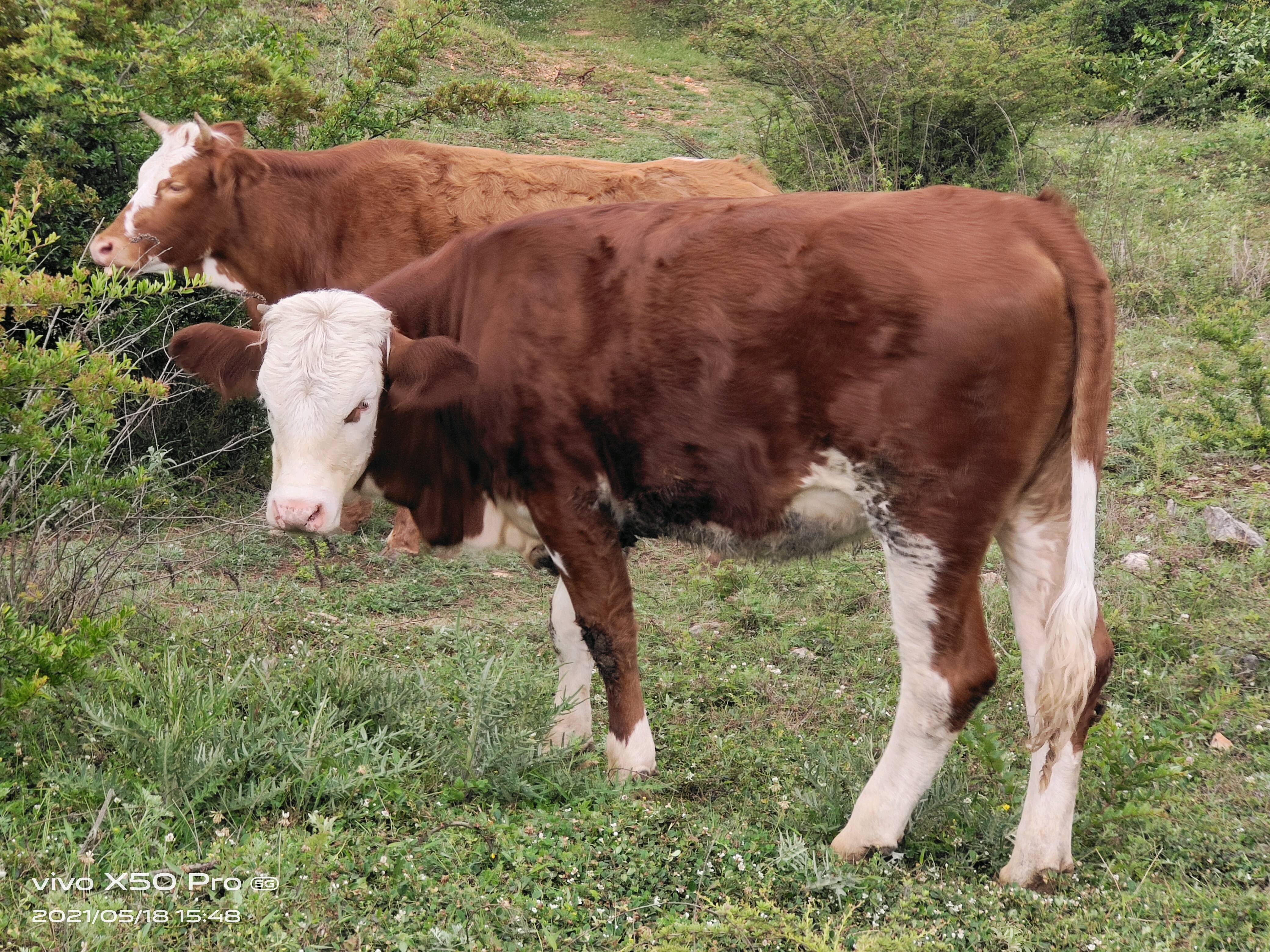 西门塔尔牛，繁殖母牛，育肥小公牛，有需要的可以联系联系我