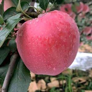山东万亩苹果产地直采，红富士苹果大量上市，颜色好看，口感...