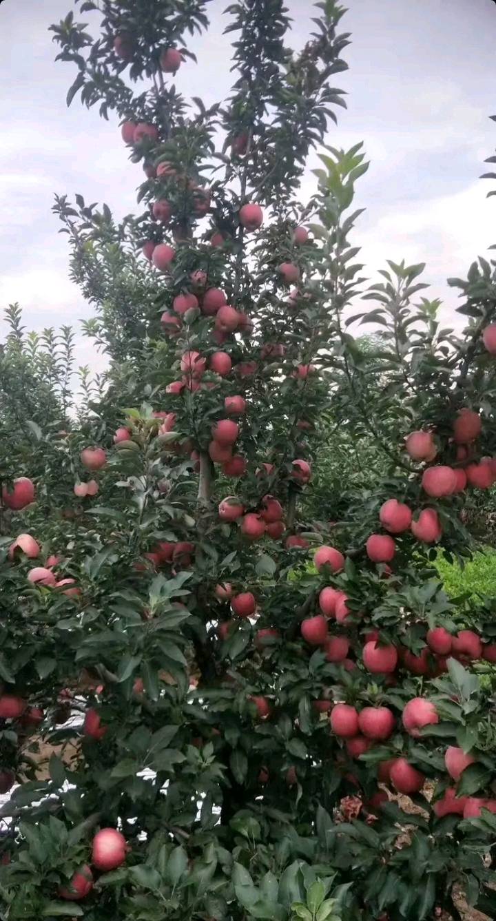 山东万亩苹果产地直采，红富士苹果大量上市，颜色好看，口感脆甜，价格不高，欢迎各地客商前来选购15065908361