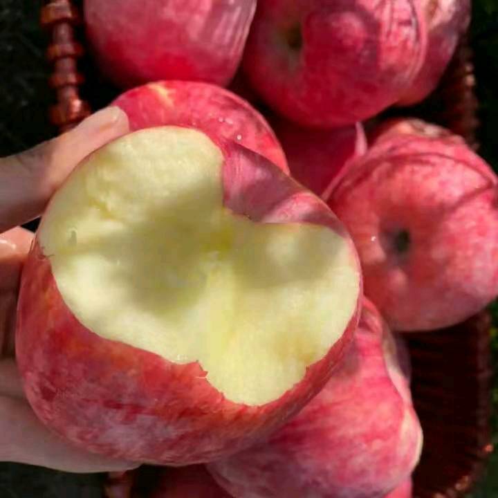 山东优质苹果产地直销。我们这里盛产苹果，品种齐全，价格低货源充足。现在正值大量苹果收获之际，藤木,辽伏,红嘎啦,美八,金帅,纸袋膜袋红星,红富士,货源充足，质量